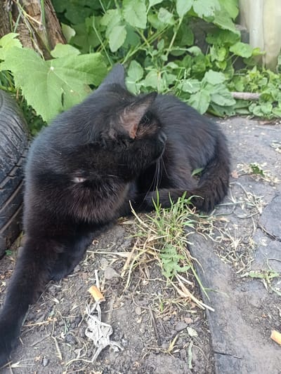 A black cat is grooming itself on a rough, grey surface, possibly concrete or asphalt, with patches of dry soil and sparse green grass growing around it. The cat is lying on its side, curled up, with its tail wrapped around its body. Its head is turned back, and it appears to be licking its flank.
In the background, lush green foliage provides a natural backdrop, with some larger leaves suggesting a garden or overgrown area. To the left of the cat, a portion of a black tire is visible. The ground also contains some debris, including dried plant matter and what appear to be discarded cigarette butts.
The lighting suggests it is daytime, with the sun casting some shadows but not providing harsh, direct light. The overall impression is one of a domestic cat in an outdoor, somewhat unkempt, environment. There is no visible text in the image. The location context of Auly, Ukraine, suggests a rural or suburban setting.