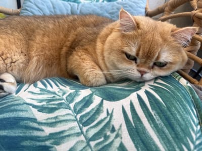 A golden cat is lying on its back on a chair with a blue cushion and a green and white leaf-patterned pillow. The scene is set in Yokneam Illit, Israel. The cat is relaxed with its eyes open, looking towards the camera. The chair appears to be made of wicker.