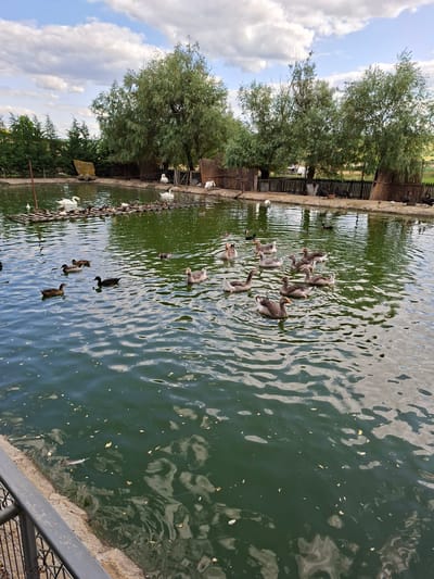 The image depicts a serene pond located in Bardar, Moldova, surrounded by lush greenery and mature trees. The water is a deep green, reflecting the cloudy sky above. A raft-like structure made of logs floats in the pond, occupied by numerous ducks and a few swans. Several other ducks and geese are actively swimming in the water, some in small groups, others individually. In the background, a wooden fence encloses the area, behind which more trees and a glimpse of a field are visible. The scene is tranquil, suggesting a natural habitat or a well-maintained park.