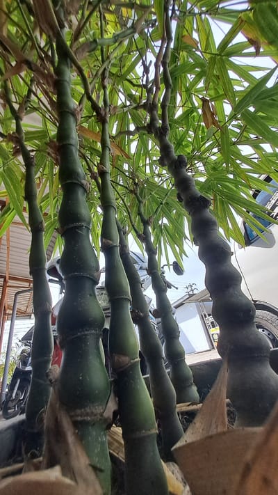 The image shows a close-up, low-angle view of several thick, green bamboo stalks with distinct, bulbous segments. The bamboo appears to be in a planter or pot, with dry leaves and soil visible at the bottom. Behind the bamboo, a white vehicle, possibly a car or van, is partially visible, including a tire. A motorcycle is also present behind the bamboo stalks on the left side of the image. The background suggests an outdoor, possibly urban or semi-urban environment, with some structures and power lines visible in the distance. The lighting indicates it is daytime, with sunlight filtering through the bamboo leaves. The image was taken in Julikeude Dua, Indonesia.