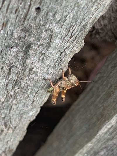 A close-up, eye-level shot captures a grasshopper clinging to a rough, gray, weathered wooden surface. The grasshopper is oriented upside down, with its head facing right, and its body is a mottled brown and green. Its legs are visible, with the hind legs appearing significantly larger than the front legs. The background is dark and out of focus, with a hint of a pinkish hue on the right side. The lighting appears natural and somewhat dim, suggesting it might be outdoors in a shaded area. The texture of the wood is prominent, showing deep grooves and a coarse grain. The location is identified as Ustinovka, Russia.