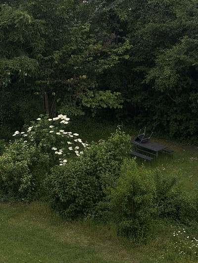 The image depicts an outdoor scene in Roskilde, Denmark, characterized by dense foliage and a picnic table. In the foreground, a grassy area is visible, with some scattered white wildflowers. Behind the grass, a cluster of green bushes with white flowers is prominent. Further back, a dark-colored picnic table with an overturned chair on top is situated on the grass. The background is dominated by a dense arrangement of trees and bushes, creating a shadowed, leafy environment. The overall lighting suggests an overcast day. There are no people or animals visible in the scene.