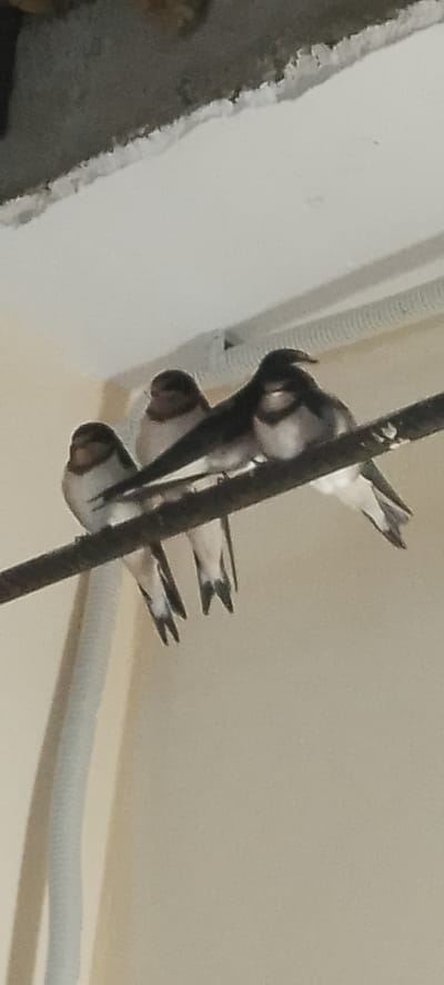 Four swallows are perched on a dark, thin wire. The birds are small with dark backs and wings, and lighter undersides. They have distinctive white patches on their throats and chests, and some have darker markings on their faces. Their tails are forked. The birds are facing different directions, with some looking towards the left and others to the right. They appear to be resting.
The setting is outdoors, likely during the day as there is natural light. The background is a muted beige wall and a white ceiling with a ribbed texture, possibly part of a building or overhang. A white, flexible conduit or pipe is visible on the left side of the image, running vertically. The overall impression is one of a simple, everyday scene of birds in an urban or semi-urban environment. There is no visible text in the image.
