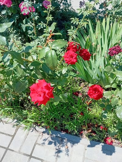 The image shows a close-up view of a rose bush with several red roses in bloom. Some of the roses are fully open, while others are still in bud. The leaves of the rose bush are a deep green, and there are also some other plants and grass growing around the base of the bush. The ground in front of the bush is paved with gray interlocking concrete blocks. The scene appears to be an outdoor garden or park area. The image does not contain any people or identifiable landmarks that would suggest a specific location within the city of Kherson, Ukraine. The lighting suggests it is daytime, likely during a sunny period, casting shadows from the foliage onto the paving stones.