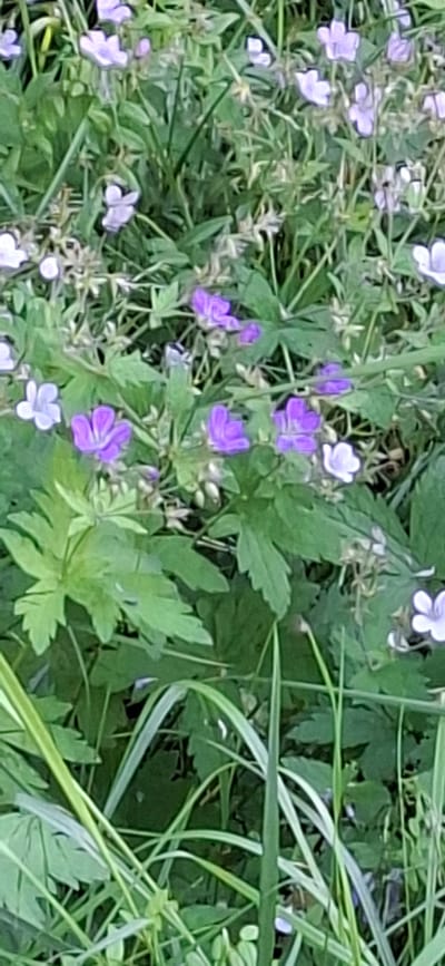 The image is a close-up, medium-angle, eye-level shot of a patch of wild flowers and greenery. The flowers are primarily small and purple, with some lighter purple and white blossoms interspersed. The foliage is a vibrant green, with some plants exhibiting deeply lobed leaves. The overall impression is one of natural growth, possibly in a park or wild area. The image does not contain any identifiable human subjects, actions, or specific landmarks that would indicate a precise location within the city of Lahti, Finland. It appears to be an outdoor scene, possibly captured during daylight hours due to the lighting conditions.
