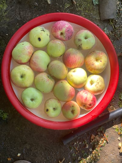 In Боғистон, Tajikistan, a red plastic basin filled with water and apples sits on a wet, dark-colored surface, possibly concrete or asphalt, with debris such as leaves and twigs scattered around. The basin contains approximately 15 apples, some with green and red coloration, others primarily green, with varying degrees of red blush. Several apples show small blemishes or dark spots. The scene appears to be outdoors, with sunlight casting shadows.