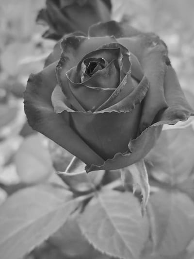 This is a black and white, close-up, low-angle medium shot of a single rose in bloom. The rose is the primary subject, positioned in the center of the frame and facing slightly to the left. Its petals are tightly furled in the center, gradually opening outwards. The edges of the outer petals are slightly ruffled and textured.

The background is softly blurred, showing other unfocused rose blooms and foliage, suggesting a garden setting. The lighting appears to be natural, creating subtle shadows and highlights on the rose petals, emphasizing their delicate form. The monochrome treatment of the image lends a timeless and artistic quality, focusing attention on the textures and shapes of the flower.

There are no people or visible text in the image. The image evokes a sense of quiet beauty and natural elegance. The overall impression is one of serene contemplation of the rose's intricate structure and delicate bloom. The scene is likely outdoors, given the presence of foliage and the natural lighting. The specific time of day or weather conditions are not discernible, but the atmosphere is tranquil. The location context of Bykovka, Russia, is noted, but there are no specific visual cues within the image to confirm this.