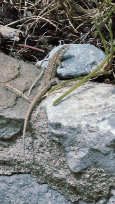 The image shows a lizard on a rocky surface. The lizard is brown and has a patterned back. It is positioned on a gray rock with vegetation around it. The environment appears to be natural, possibly a park or outdoor area. There is no indication of the city of Camprodon, Spain in the image itself.