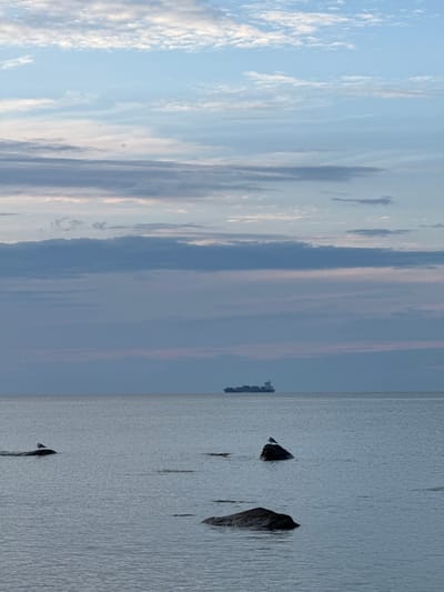A wide-angle, vertical, eye-level shot captures the serene seascape of Rohuneeme, Estonia. The ocean, a vast expanse of calm, grayish-blue water, fills the lower half of the frame. Several dark rocks of varying sizes are partially submerged in the water, with the largest rock prominent in the foreground. A seagull stands perched on a rock in the middle ground to the left. In the distance, a large cargo ship with numerous containers is visible on the horizon. The sky above is a canvas of soft blue, streaked with layers of pale clouds in varying shades of gray and pink, suggesting the soft light of either dawn or dusk. The overall atmosphere is tranquil and expansive.