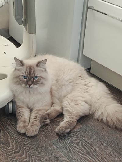 A fluffy, light-colored cat with striking blue eyes is lying on a dark wooden floor. The cat has distinct tabby markings on its face and paws. It is positioned near a white, curved object and against a light-colored wall, with a portion of a white cabinet visible in the background. The scene appears to be indoors, possibly in a home or a facility, and does not contain any specific identifiable landmarks or elements that would place it within the city of Shishkin Les, Russia.