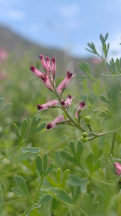 An extreme close-up, vertical-orientation photograph captures a delicate spray of small, pale pink flowers with darker pink tips, their petals elongated and slightly curled. The flowers grow on a thin, green stem, with several green buds also visible. The foreground and background are dominated by soft-focus green foliage, creating a natural, outdoor environment. The sky, a hazy light blue, is visible in the upper portion of the frame, suggesting an open landscape. The scene is devoid of people, and the focus is entirely on the botanical elements. The image appears to have been taken in the vicinity of Ak-Terek, Kyrgyzstan, a rural or natural setting.