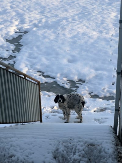 A high-angle shot features a snow-covered ground with visible animal tracks. A black and white dog stands on the snowy surface near the edge of a building covered in snow. A metal structure, possibly a fence or part of a building, is partially visible in the lower portion of the image. The lighting suggests a bright, sunny day, creating distinct shadows in the snow.
