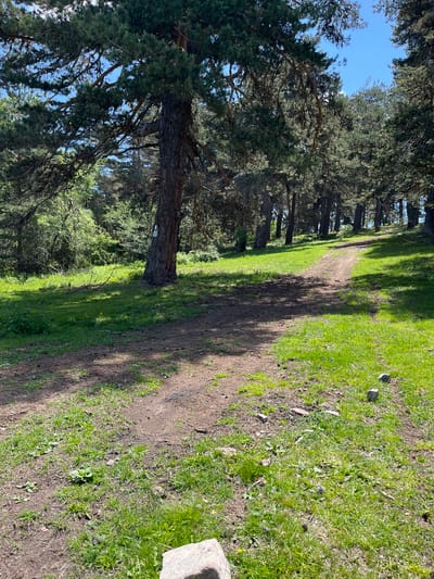 The image shows a dirt path winding uphill through a sun-dappled forest. Tall pine trees with dense green foliage line the path, casting shadows on the ground. The path is flanked by lush green grass with scattered small stones and patches of bare earth. The sky is a clear, bright blue. The location is in the city of Simeonovets, Bulgaria.