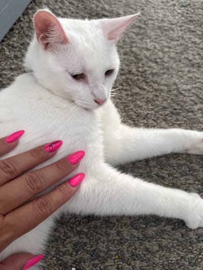 A white cat with pink ears is lying on a gray carpet. A person's hand with bright pink fingernails is touching the cat's fur. One of the fingernails has a black design of a heart and the word "you." The cat's eyes are partially closed, and its head is turned to the right. The scene is indoors in a residential setting, possibly a home in Girard, United States of America.