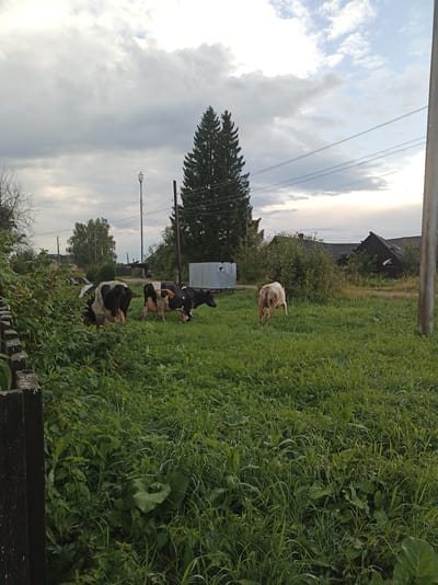 In Krasnopolye, Russia, a rural scene unfolds under a cloudy sky. In the foreground, a wooden fence marks the edge of a grassy field where four cows are grazing. Two of the cows are black and white, while the third is predominantly black with white markings on its hindquarters and udder. The fourth cow is a pale, reddish-brown color. Behind the cows, a tall pine tree stands prominently, with a cell tower visible to its left. In the background, several dilapidated wooden houses with dark roofs suggest a rural settlement. The overall environment is overgrown with lush green grass and various plants, indicating a natural or semi-neglected landscape. The lighting suggests it is either early morning or late afternoon.