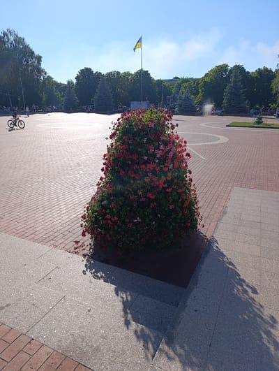 The image depicts a sunny day in a public square, likely located in Ladyzhyn, Ukraine, given the presence of the Ukrainian flag. In the foreground, a large, conical bush adorned with red and pink flowers is prominently featured. The ground is paved with brick and stone. To the left, a person is seen cycling across the square. In the background, trees and a fountain are visible, along with other people and vehicles. The sky is clear blue with a few wisps of clouds. The overall impression is one of a pleasant, everyday scene in an urban park or plaza.