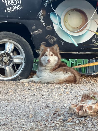 An outdoor scene in Qudsaiya, Syria, depicts a brown and white Husky-type dog lying on a light-colored gravel surface. The dog is positioned centrally, facing forward with its head raised and looking directly ahead; its left front paw is extended. Its fur is predominantly reddish-brown with distinct white markings on its face, chest, and a fluffy white-tipped tail.

Behind the dog, the black side panel of a vehicle, consistent with a food truck or van, is visible. The vehicle's bodywork features white painted text that reads "FRESH BEANS" in the upper left quadrant. Below this text and to the right, several brown coffee bean illustrations are present. A large, prominent illustration of a white coffee cup containing a light brown beverage, possibly coffee, and a light blue spoon is painted on the vehicle's side. Two white electrical wires are draped over the coffee cup illustration.

To the left of the dog, a silver-colored alloy wheel and tire of the vehicle are visible. A metal chain is wrapped around the hub of the wheel. The ground under the dog consists of numerous small, light-colored pebbles and stones. In the lower right foreground, an irregularly shaped, porous, light brown rock is visible. Green objects, potentially outdoor chairs, and some yellowish plant material are partially visible in the background beneath the vehicle.