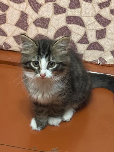 A fluffy kitten with brown and white fur sits on an orange surface, facing the camera. The kitten has wide, curious eyes and a pink nose. Behind the kitten is a wall with a patterned wallpaper featuring shades of beige and brown. The surface the kitten is sitting on appears to be a wooden shelf or table. The scene is indoors, and no people are visible. The lighting suggests it is daytime. There is no indication of the location in Karakulino, Russia, or any specific details about the city in the image itself.