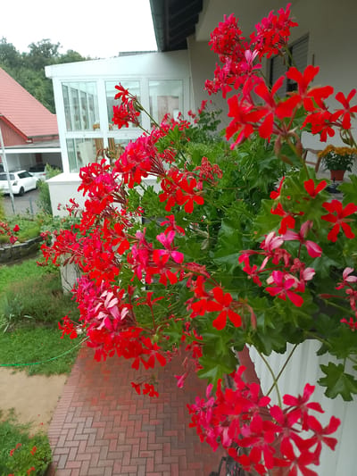 This image depicts a close-up view of vibrant red geraniums cascading from a planter box, positioned on an elevated walkway or balcony. The walkway is paved with reddish-brown brick in a herringbone pattern. Beyond the planter, a white wall of a building is visible, with a dark overhang. In the background, a modern glass-enclosed sunroom or extension is attached to a house with a red-tiled roof. Further back, a green lawn and trees are present. To the left, a white car is parked in front of a garage-like structure. The sky is overcast. The scene appears to be a residential area in Rheda-Wiedenbrück, Germany, likely a private residence given the garden and architectural elements. There are no people or visible actions taking place.