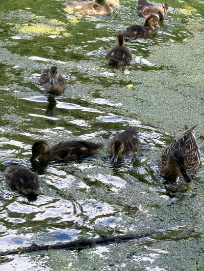 The media file displays a group of ducklings and one adult duck swimming in a body of water covered with duckweed. The scene appears to be a natural outdoor setting, possibly a pond or slow-moving stream, given the presence of aquatic vegetation and reflections of trees and sky on the water's surface. The ducklings are predominantly dark brown and fluffy, indicative of their young age. The adult duck is larger with mottled brown and white plumage, and is positioned at the top of the frame, seemingly leading the group.
The ducklings are actively swimming and foraging, with several of them dipping their heads into the water, likely searching for food. The adult duck is also engaged in foraging. The water is murky and reflects the surrounding greenery, suggesting it is daytime. The presence of duckweed, which is a common aquatic plant, creates a textured surface on the water. A dark, submerged branch or log is visible on the right side of the frame, adding a natural element to the environment.
No people are visible in the media file. The overall mood conveyed is peaceful and natural, showcasing a typical behavior of ducks in their habitat. The lighting suggests it is likely daytime, perhaps late morning or afternoon, as there are no strong shadows indicating dawn or dusk. The location context provided is "Курилово Снт, Russia." No visible text is present within the image.