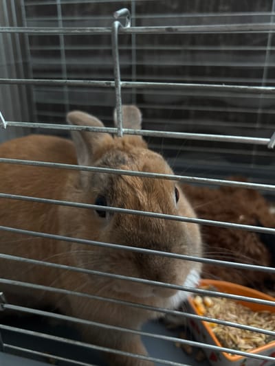 A ginger-colored rabbit is in a cage, peering through the metal bars. The rabbit's head and upper body are visible, and it appears to be looking towards the camera. Behind the rabbit, another furry creature, possibly another rabbit or a cat, is partially visible in the background. In the lower right corner, an orange food bowl filled with animal feed is situated. The cage has a grey metal frame and bars. The scene takes place indoors, likely in a home or pet store. There is no information in the image to indicate the location in the city of Shepetivka, Ukraine.