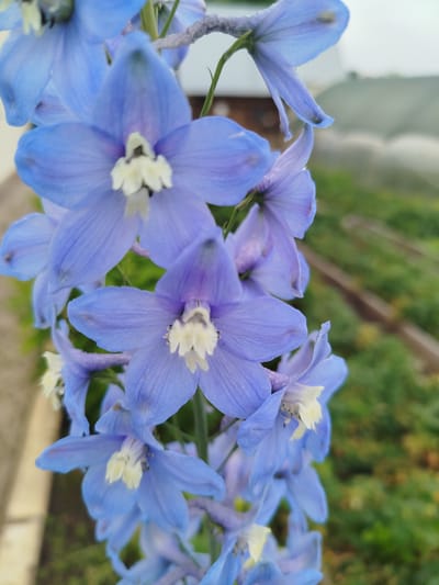 A close-up, vertical shot captures a stalk of delphinium flowers, their vibrant blue petals a focal point against a softly blurred background. The flowers are arranged in a cascading pattern along the stem, with individual blooms showing intricate detail in their delicate, layered petals and pale yellow centers. The lighting suggests it is daytime, with natural light illuminating the flowers. The background hints at an outdoor setting, possibly a garden or greenhouse, with hints of green foliage and possibly structures like greenhouses or wooden elements. The overall mood is one of natural beauty and tranquility, emphasizing the delicate and elegant form of the flowers. There is no visible text in the image.