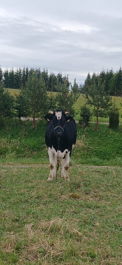 A Holstein cow is tethered by a chain to the ground in a grassy field near Butkiškė, Lithuania. The cow is black and white, with a blue halter and yellow ear tags. Several coniferous trees are visible in the background under a cloudy sky.