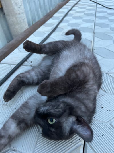 A dark grey tabby cat with green eyes is lying on its back on a tiled patio. The cat's fur has lighter grey markings and appears to be somewhat fluffy. Its paws are visible and curled upwards. The background consists of light grey tiles with a repeating geometric pattern, and a dark, thin object, possibly a cable, runs across the scene. To the left of the cat, a blurred, light-colored vertical structure is visible, potentially a fence or wall, and a brown wooden plank lies horizontally in the upper left corner. The scene appears to be outdoors in a residential area. The location is likely Солонцы, Russia, given the context.