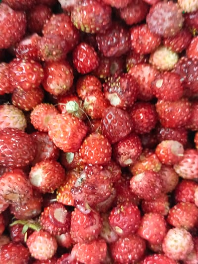 This is a close-up, high-angle shot of a large pile of wild strawberries. The berries are primarily red, with some lighter pink or off-white ones mixed in, and appear to be ripe. The texture of the berries is bumpy due to the visible achenes (seeds). Some of the strawberries show remnants of green calyxes. The lighting is diffuse, highlighting the glossy surface of the fruits. The image is tightly cropped, with no visible background or environmental context beyond the berries themselves, therefore it is not possible to determine the location in Medvedyovka, Russia.