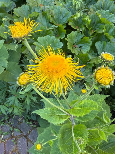 A close-up, eye-level shot captures several bright yellow flowers with numerous delicate, spiky petals, resembling anemones or sunflowers, set against a backdrop of lush green foliage. The main flower, positioned centrally, is fully bloomed with its vibrant yellow filaments radiating outwards. To its left and upper left, two other flowers are in bud or partially open, with their yellow petals tightly furled. To the right and upper right, two more buds are visible, one appearing more developed than the other. The leaves are large, deeply veined, and have serrated edges. The lower left corner of the image shows a paved walkway made of grey interlocking bricks with scattered small green plants growing between them. This scene is located in the city of Esslingen am Neckar, Germany, suggesting a garden or public green space within the city.
