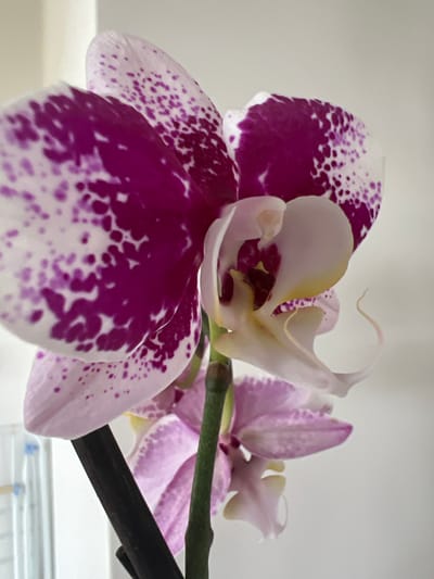 The image is a close-up, eye-level shot of a Phalaenopsis orchid with purple and white speckled petals. The orchid is in focus, with a shallow depth of field that blurs the background. The background appears to be a plain, light-colored wall. There is no discernible location within the city of Bunbeg, Ireland; the image is a generic still life. The image depicts a single orchid plant with multiple blooms. One bloom is particularly prominent, showcasing its intricate details. The orchid is supported by dark green stems. There are no people or animals present in the image. The lighting is soft and natural, highlighting the delicate textures of the petals.