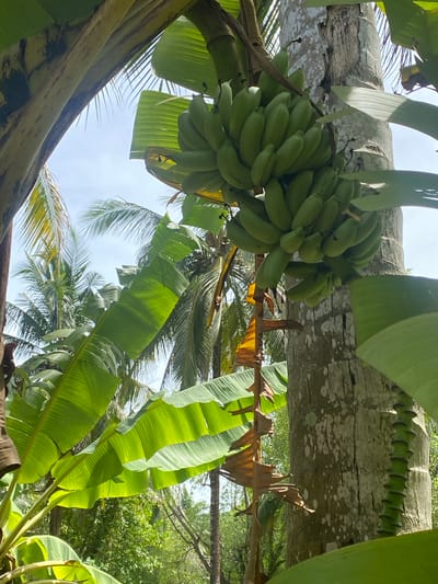 A low-angle shot of a bunch of green bananas hanging from a tree, possibly a banana tree due to the large green leaves visible. The trunk of the tree is light-colored and textured. Other trees, including palm trees, are visible in the background. The sky is visible through the leaves, suggesting an outdoor setting. The location is given as Thong Sala, Thailand. No people are visible in the image. The primary subject is the bunch of bananas. The environment is tropical, indicated by the types of trees and vegetation.