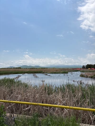 The image depicts a serene natural landscape at Tsamakaberd, Armenia, characterized by a body of water surrounded by dense reeds and vegetation. In the foreground, a bright yellow pipe or rail runs horizontally across the lower portion of the frame, separating the viewer from the marshy area. The water surface is calm, with scattered clumps of reeds emerging from it, and several small birds or waterfowl are visible on the water. Beyond the immediate water's edge, a thick growth of dry, brown reeds dominates the midground. In the distance, a line of green trees forms a natural border, and behind them, rolling hills and mountains extend towards the horizon. The sky is a pale blue, adorned with scattered white clouds, suggesting fair weather. The overall scene conveys a sense of tranquility and natural beauty, typical of a wetland environment.