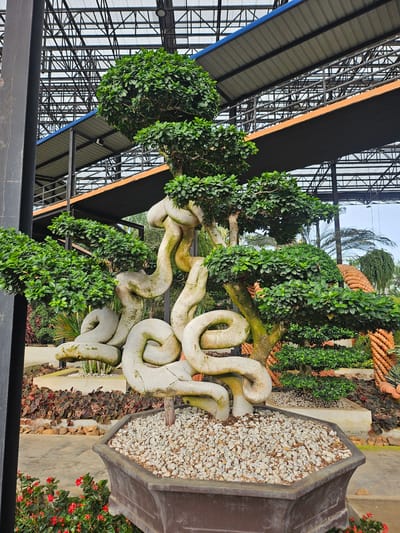 The image shows an ornate bonsai tree with thick, twisted roots resembling a coiled snake, housed in a dark brown, octagonal pot filled with small white pebbles. The tree is situated in a greenhouse with a transparent roof supported by a complex metal framework. In the background, more bonsai trees and decorative elements are visible, including a series of orange, conical structures that appear to be made of terracotta. The ground surface is a combination of concrete and decorative gravel. Red flowers are blooming in the foreground to the left. The overall scene is located in a nursery or botanical garden in Na Chom Thian, Thailand, as indicated by the environmental context and architectural style of the greenhouse. There are no people visible in the image.