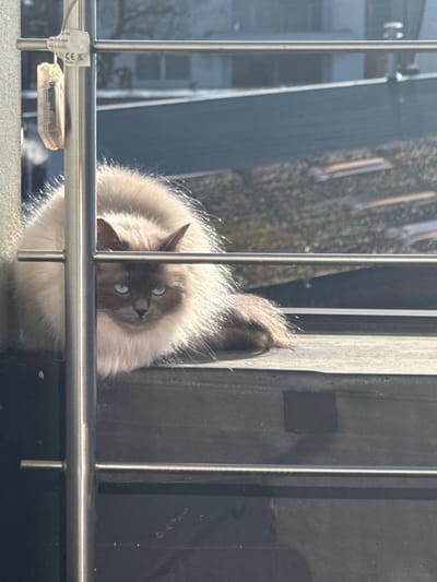 A bicolored cat, exhibiting cream fur with darker brown points on its face, ears, and tail, and possessing distinct blue eyes, is observed in a recumbent position on a dark, flat outdoor surface. The cat's head is oriented directly towards the viewer, maintaining a fixed gaze. The foreground features a metallic railing system, composed of vertical and horizontal bars, partially obscuring the cat. A white tag with printed specifications, including "CE," "0.5W DC," and "4.5V," is affixed to a vertical post of this railing. The background is out of focus, revealing architectural structures consistent with a residential or urban environment, including rooflines. The scene is illuminated by natural light, causing a visible sheen on the cat's fur. The event occurs outdoors, on an elevated platform such as a balcony or ledge, within the city of Tielrode, Belgium.