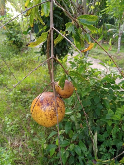 In Buketteukuh, Indonesia, a close-up, eye-level shot focuses on two ripening pomegranates hanging from a thin branch of a tree. The larger, lower pomegranate is a vibrant yellow with speckled brown markings, and the smaller one above it shares a similar coloration. The branch is brown and bare of leaves, except for a few sparse, green leaves with some yellowing edges and a dried, brown leaf. The background is a blur of lush green foliage, suggesting a natural, outdoor environment. A dirt path is faintly visible behind the tree. The overall scene is calm and natural, capturing a moment of growth.