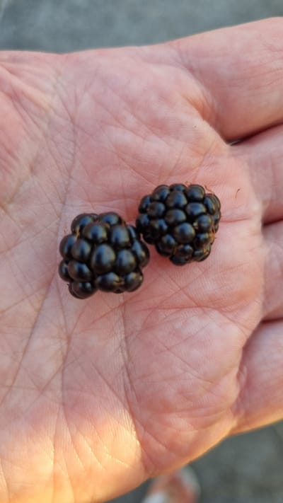 Two ripe blackberries rest in the palm of a person's hand. The hand is open, with the palm facing upwards, revealing its textured lines. The blackberries are dark, almost black, and their individual drupelets are clearly visible, creating a bumpy, rounded surface. The lighting suggests an outdoor setting, with sunlight casting a warm glow on the skin and highlighting the sheen of the fruit. The background is slightly blurred, indicating a shallow depth of field, and appears to be an outdoor environment, possibly a park or garden area in Limani Litochorou, Greece, given the context.