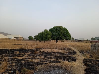 A landscape under a hazy sky shows a field scarred by recent burning. Patches of black ash intermingle with dry, straw-colored grass. Several mature green trees punctuate the scene, standing on the charred land. In the background, houses of varying architectural styles line the horizon. A hint of a hill is visible in the distance, adding depth to the scene. A narrow, dusty path cuts through the foreground, leading the eye towards the central trees. Concrete blocks are stacked on the right.