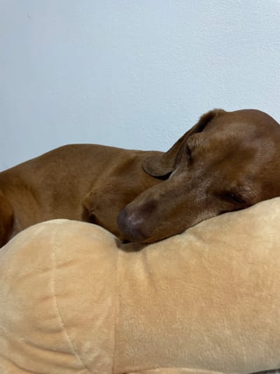 The image shows a brown dachshund dog sleeping soundly, nestled against a large, tan stuffed animal. The dog's eyes are closed, and its head is resting comfortably on the plush toy. The scene appears to be indoors, with a plain white wall in the background. The lighting is soft, suggesting it might be evening or a dimly lit room, creating a peaceful and cozy atmosphere. The dog's relaxed posture and closed eyes convey a sense of deep sleep and contentment. The focus is primarily on the dog and its companion, highlighting their comfort and security together. There is no visible text in the image. The setting is likely a home environment in La Línea de la Concepción, Spain, where the dog is enjoying a restful nap.