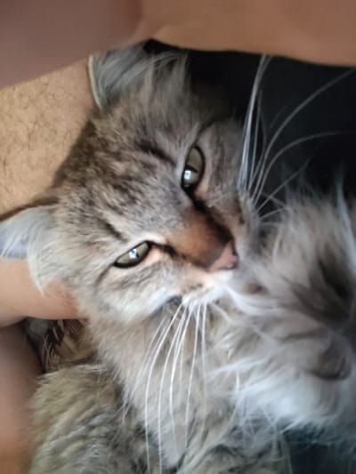 A close-up, slightly blurry, low-angle shot shows a grey and brown tabby cat with long fur being held by a person. The cat's face is turned towards the camera, with its green eyes visible. The person's arm and leg are visible at the top and left of the frame, respectively. The background is dark and out of focus. The image was taken in Oskemen, Kazakhstan.