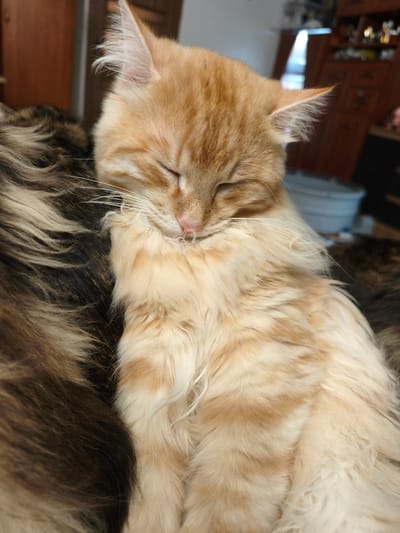 A close-up, eye-level shot shows a fluffy, ginger-colored cat sleeping deeply, curled up against a darker, long-haired cat. The ginger cat's eyes are closed, its head is tilted slightly, and its front paws are tucked near its face. The background is blurred, showing a wooden surface and a cabinet with some items on shelves. The image appears to be taken indoors, possibly in a residential setting in Morąg, Poland, though no specific landmarks are visible to confirm the location. The lighting is soft, suggesting natural light or dim indoor lighting.