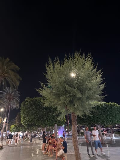The image depicts a nighttime scene in Sant Antoni de Portmany, Spain, with people walking along a paved walkway lined with trees and lush green bushes. The lighting suggests it is evening or night. In the foreground, palm trees are visible, with their fronds illuminated by artificial lights. Further back, there's a group of people sitting or standing, possibly at an outdoor dining area or lounge, with a colorful illuminated fountain in the background.

Two men are walking towards the camera, one in a white t-shirt and blue shorts, and the other in a grey t-shirt and dark pants. A man in a dark t-shirt and shorts is also visible in the middle ground. The overall atmosphere appears relaxed and social, with people enjoying the evening. The ground is wet in places, reflecting the lights, which could indicate recent rain or water features. The background shows buildings and more lights, suggesting a bustling urban or resort area. No visible text is present in the image.