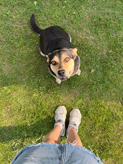 This media file shows a dog looking up at the camera from a grassy lawn. The dog has black and tan fur, with large, expressive brown eyes. It is sitting with its tail curled to its side. To the right of the dog are a pair of human legs wearing white sneakers and a denim skirt with a frayed hem. The scene appears to be outdoors on a sunny day, with the sunlight casting shadows on the grass. The setting is a well-maintained lawn, typical of a park or backyard. The dog's gaze and slightly tilted head suggest curiosity or anticipation, while the casual attire of the person indicates a relaxed, everyday activity. The overall mood is light and cheerful. There is no visible text in the image. The location context provided is Vertelka, Ukraine.