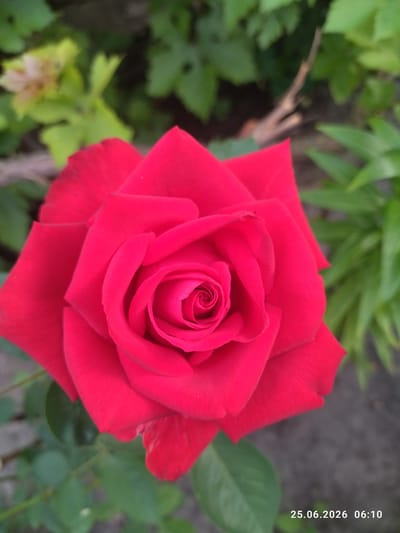 A close-up, full-frame, eye-level shot features a single, vibrant red rose in sharp focus. The rose is depicted from a slightly elevated angle, showcasing its tightly furled center and unfurling petals. The surrounding environment is softly blurred, with green foliage and hints of muted brown in the background, suggesting an outdoor setting. A date stamp in the lower right corner reads "25.06.2026 06:10". The image appears to have been taken in the city of Zavodske, Ukraine. There are no people or animals visible in the frame.