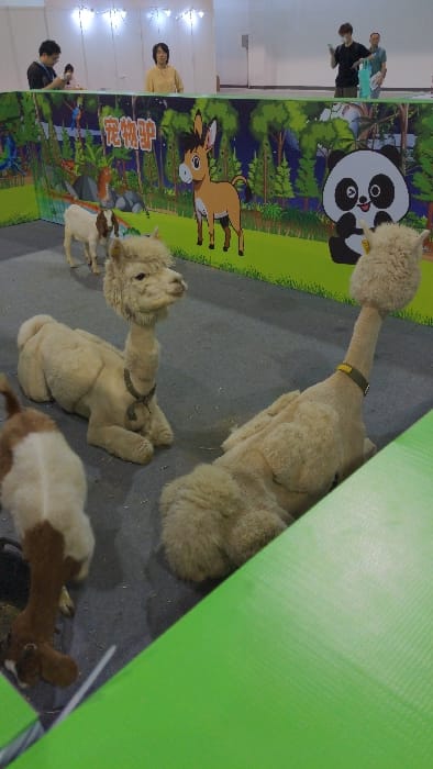The image shows an indoor scene in an exhibit in Hang Zhou Shi, China. The coordinates (latitude: 30.319, longitude: 120.357) are for a shopping mall in Hangzhou. The exhibit features three alpacas, one lying on its side, one sitting and one standing. A young goat stands near the two sitting alpacas. In the background, the wall behind the animals features a colorful cartoon mural. The mural includes a cartoon donkey and a cartoon panda. The left side of the wall is obscured by people in the background. The people are positioned in front of a white, sterile wall. One man is wearing a dark blue shirt and holding a phone. A woman in a light green shirt and black pants is looking at the camera. A third person is out of focus. The scene is brightly lit. The floor is a grey-colored concrete. The surface of the wall behind the animals is green, yellow, and white. The panda on the mural is black and white.