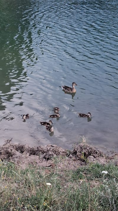 A flock of seven ducks, one adult and six ducklings, swim in a body of water with a muddy bank and green grass in the foreground. The water is choppy with reflections of the sky. The scene is likely outdoors in a natural setting, possibly a pond or lake. The ducks appear to be in motion, swimming and interacting with each other. The overall impression is one of a peaceful, natural environment. The location is identified as Dobrotino, Bulgaria.
