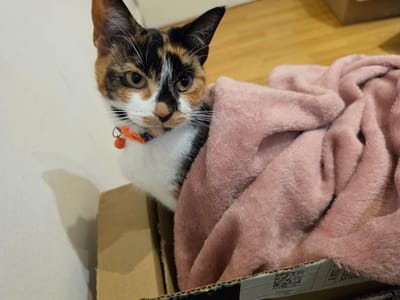 A calico cat with an orange collar and bell is peering out of a cardboard box. The box contains a pink, plush blanket. The background includes a light-colored wall on the left and a wooden floor on the right. There are shipping box(es) in the background as well. The location cannot be determined from the image.