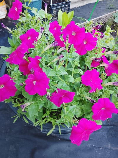 The image shows a close-up view of a pot filled with vibrant pink petunias. The flowers are in full bloom, with some buds still closed and others in various stages of opening. The green foliage of the petunias forms a lush backdrop to the colorful blooms. The pot itself is a dark color and appears to be made of plastic. The pot is sitting on a dark, textured surface, possibly fabric or landscaping material. In the background, out of focus, are hints of other gardening elements, including what looks like other pots, some plants, and what might be a garden bed. The scene is outdoors. There are no people visible in the image. The image is a still photograph and does not depict any actions or interactions. The location is not specified within the image itself. Therefore, it is not possible to determine if this scene is located in Baranavichy, Belarus based solely on the visual information provided.