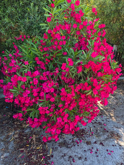 The image shows a vibrant, large oleander bush in full bloom with bright pink flowers and lush green leaves. The bush is situated in a natural outdoor setting, possibly a garden or park. To the left and behind the oleander, a dense, darker green foliage, likely from an olive tree, forms a backdrop. In the background, on the right side, a rustic wooden fence can be seen, suggesting a boundary or property line. The ground in front of the bush is a paved surface, possibly a pathway or road, with scattered dried leaves and flower petals from the oleander. The lighting suggests it is daytime, with sunlight casting shadows on the ground. There are no people visible in the image. The scene appears to be peaceful and scenic, capturing a moment of natural beauty.