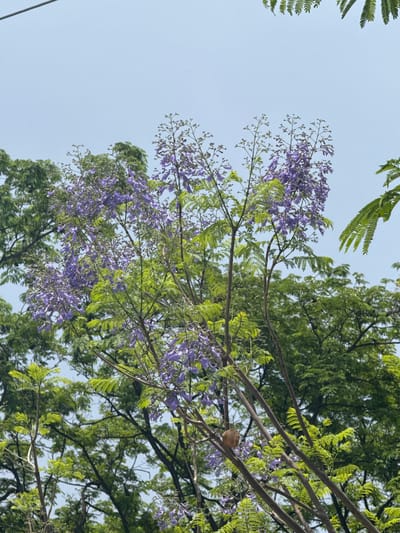 The image captures an upward view into the canopy of trees against a clear, light blue sky. The primary subject is a flowering tree, likely a Jacaranda, adorned with numerous clusters of delicate purple blossoms that hang gracefully. Its branches are covered in bright green, fern-like leaves, creating a vibrant contrast with the purple flowers. Denser green foliage from other trees is visible in the background, suggesting a rich natural environment.
A notable detail is a small, brown, roughly spherical object, possibly a bird's nest or a large seed pod, resting within the branches towards the right side of the frame. The bright and even lighting indicates that the photograph was taken during daytime with clear weather. The scene conveys a sense of natural beauty and tranquility, characteristic of a sunny day in a verdant location such as Tres de Mayo, Mexico. There is no visible text in the image.